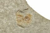 Fossil Gastropod - Bois d’Asson, France #256714-1